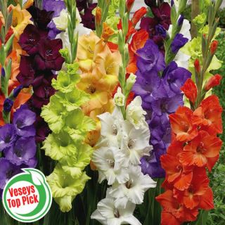 Garden Party Gladiolus Blend Thumbnail